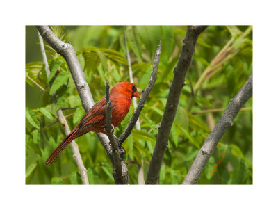 In the winter time the Northern Cardinal will stand out in the white and black environment bringing some color to the cold season. Come spring after it starts to green up and before the full summer green tree coverage the Northern Cardinal will still stand out again offering some color among vast green background.

An image may be purchased at http://edward-peterson.pixels.com/featured/spring-northern-cardinal-2-edward-peterson.html?newartwork=true