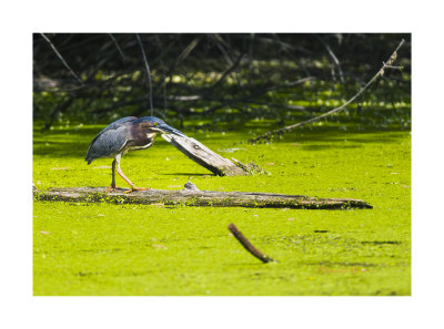 Green Herons seem to be misnamed as they always appear blue. However, just the right turn in the sun and the green appears.

An image may be purchased at http://edward-peterson.pixels.com/featured/green-heron-on-a-log-edward-peterson.html