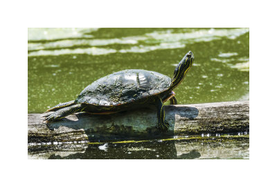 To read up on the Painted Turtle is says it is active only during the day where it spends hours basking in the sun. So here we have the definition of active being to lay about in the sun. Not sure where the active parts comes in.

An image may be purchased at http://edward-peterson.pixels.com/featured/painted-turtle-stretching-edward-peterson.html