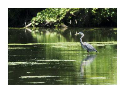 There just isn't a better day than to watch a Great Blue Heron on a calm day stalking it's lunch.

An image may be purchased at http://edward-peterson.pixels.com/featured/great-blue-heron-in-fine-plumage-edward-peterson.html