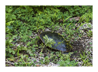 Just off the trail edge a Painted Turtle was building a nest to lay her eggs in. I hope the best for her and her offspring as there are a lot of enemies for her family. Heron Haven has such a range of nature activities for being in the middle of a city.

An image may be purchased at http://edward-peterson.pixels.com/featured/painted-turtle-nest-edward-peterson.html?newartwork=true