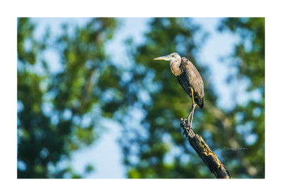 While visiting Heron Haven I was informed that a Green Heron was by the photo blind. When I got there it was gone but I found this guy up in the dead tree. And I also spotted another across the pond fishing. This Great Blue Heron appears to be a lookout!

An image may be purchased at http://edward-peterson.pixels.com/featured/great-blue-heron-lookout-edward-peterson.html?newartwork=true