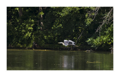 A very warm afternoon and three Great Blue Herons were about. I managed to get this Great Blue Heron in flight. I am always amazed the the wing span they have. If you are close you can hear the wings flap in the air.

An image may be purchased at http://edward-peterson.pixels.com/featured/6-great-blue-heron-in-flight-edward-peterson.html?newartwork=true