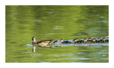 I have never figured out how a little Wood Duck female can have so many goslings. Here mamma is taking raising eight goslings and she will have a full time job for the next several weeks. Come fall and if these guys survive nature's danger they will be on their own. One thing about a Wood Duck family is they are fast to cover when someone approaches.

An image may be purchased at http://edward-peterson.pixels.com/featured/2-wood-duck-family-edward-peterson.html?newartwork=true