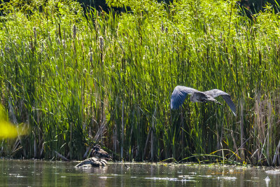 It was great to see the Wood Ducks and Great Blue Heron together in this sequence of photos of the Great Blue Heron in flight. After all these years of visiting Heron Haven, I continue to get surprises when I visit.

An image may be purchased at http://edward-peterson.pixels.com/featured/wood-ducks-and-great-blue-herons-edward-peterson.html?newartwork=true