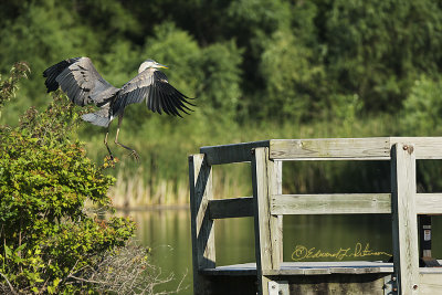 Found this Great Blue Heron hunting for his dinner. A family came out onto the boardwalk and the noise caused him to take flight and grab a perch on the railing. Before I could catch him perched on the railing he was scared off again.

An image may be purchased at http://edward-peterson.pixels.com/featured/great-blue-heron-on-the-railing-edward-peterson.html