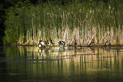 After the mating season is over and the children have been raised, it becomes very quiet when the Canada Geese and Wood Ducks move from a pairing of two, to groups. Faster than we would like the groups will become very large as they begin their migration for the cold months ahead.

An image may be purchased at http://edward-peterson.pixels.com/featured/canada-geese-and-wood-ducks-edward-peterson.html?newartwork=true