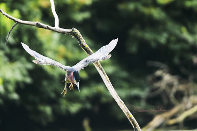 This Green Heron had been setting on the upper branch of the dead tree looking at the water for food. Apparently he decided it was a good fishing spot as the Green Heron hopped down to a lower branch to begin his fishing.

An image may be purchased at http://edward-peterson.pixels.com/featured/the-green-heron-hop-edward-peterson.html?newartwork=true