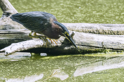 The Green Heron hunt begins after he hopped down from a higher branch. This guy is a young one judging by his size so I didn't see him catch anything, but it was fun watching him try.

An image may be purchased at http://edward-peterson.pixels.com/featured/1-green-heron-hunt-edward-peterson.html?newartwork=true