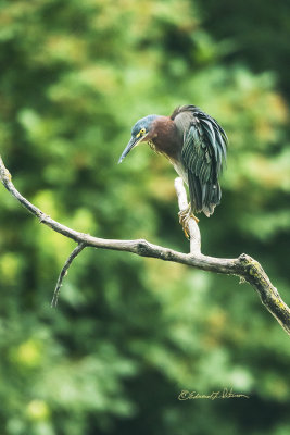 Every once in awhile you get to see the green of a Green Heron. Normally they look more blue than green. Here the green is showing up as the Green Heron perched in front of me and the light is just right.

An image may purchased at http://edward-peterson.pixels.com/featured/green-heron-perched-edward-peterson.html?newartwork=true