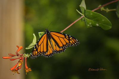 It is always so pretty watching the a Monarch Butterfly move from on flower to another. So often they put their wings together while they fill up on nectar that it is hard to get a nice open wing photo.

An image may be purchased at http://edward-peterson.pixels.com/featured/1-monarch-butterfly-edward-peterson.html?newartwork=true