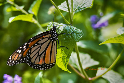 It is an amazing story of the Monarch Butterfly and amazing color of the Monarch Butterfly. In one year the Monarch goes through four life cycles to make the trip from Mexico to Canada and back. All along the Monarch Butterfly Migration they leave a colorful path.

An image may be purchased at http://edward-peterson.pixels.com/featured/monarch-butterfly-migration-edward-peterson.html?newartwork=true