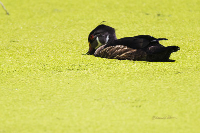 Found lots of wood ducks from this years hatching's and here is a male maturing Wood Duck swimming in a pond of duck weed. He is starting to get his color feathers and the head dress is beginning to take shape. Another month or so and he will be a very colorful male Wood Duck.

An image may be purchased at http://edward-peterson.pixels.com/featured/maturing-wood-duck-and-duck-weed-edward-peterson.html?newartwork=true