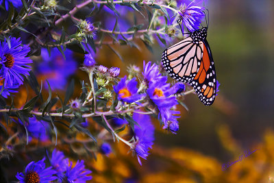 Lots of Monarch Butterfly migrating this morning.

An image may be purchased at http://edward-peterson.pixels.com/featured/monarch-butterfly-migration-2-edward-peterson.html?newartwork=true