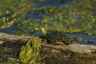 Autumn is coming and shortly this fellow will return to the mud bottom for hibernation. So this Painting Turtle is sunning himself before his long sleep.

An image may be purchased at http://edward-peterson.pixels.com/featured/painted-turtle-sunning-edward-peterson.html