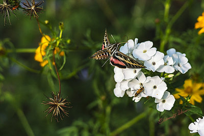 A White Lined Sphinx Moth early evening getting some dinner. Smaller than a Humming bird it is always hard to spot.

An image may be purchased at http://edward-peterson.pixels.com/featured/white-lined-sphinx-moth-edward-peterson.html
