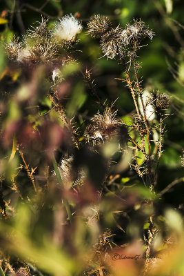 Even in autumn the weeds look nice for a few days. Just don't grab the thistle.

An image may be purchased at http://edward-peterson.pixels.com/featured/autumn-weeds-edward-peterson.html?newartwork=true