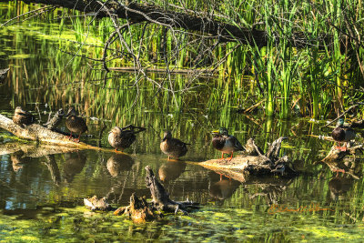 This group is this years hatching as they are extremely afraid of people. Here they were all lined up on the log very near the boardwalk. Next year they will be off when I approach,

An image may be purchased at http://edward-peterson.pixels.com/featured/mallard-family-edward-peterson.html