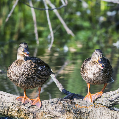 These two Mallard hens were talking to me as I took their photo. Seems like they were saying No photos please.

An image may be purchased at http://edward-peterson.pixels.com/featured/no-photos-please-edward-peterson.html