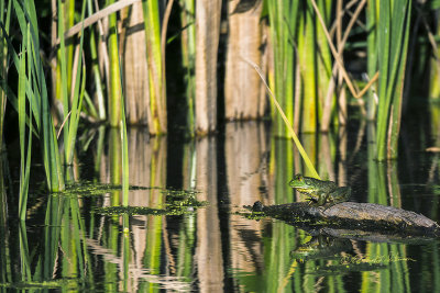 Found a frog on a log at Heron Haven. It is always good when you can hear them singing.

An image may be purchased at http://edward-peterson.pixels.com/featured/frog-on-a-log-edward-peterson.html?newartwork=true