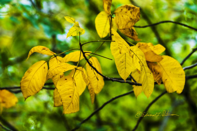 Autumn weather brings a multitude of color on the sunny days. On the gray days the color is still there you just have to get a little closer to see it. Here is the autumn color yellow up close.

An image may be purchased at http://edward-peterson.pixels.com/featured/autumn-color-yellow-edward-peterson.html