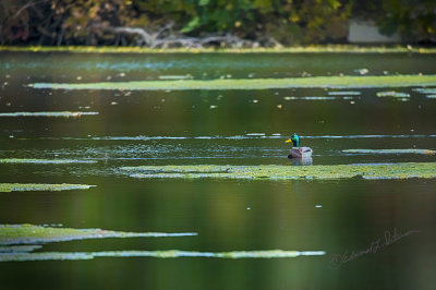 A solitary Mallard drake has the whole pond to himself on a cool autumn day.

An image may be purchased at http://edward-peterson.pixels.com/featured/solitary-mallard-drake-edward-peterson.html