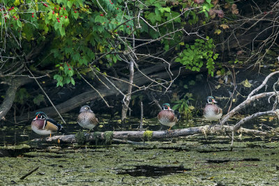 A successful summer for Mother Nature and her Wood Ducks. Here the Wood Ducks in a row all ready for a photo shoot. Come next spring and they will be hard to find for a photograph.

An image may be purchased at http://edward-peterson.pixels.com/featured/wood-ducks-in-a-row-edward-peterson.html