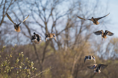 As I approached the boardwalk I noticed a fairly large flock of Mallards on the water so I got the camera ready! So when the Mallards started flying away from me I got a few shots of them.

An image may be purchased at http://edward-peterson.pixels.com/featured/mallards-flying-away-edward-peterson.html?newartwork=true