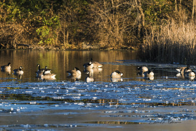 Winter begins when there is ice on the pond and Canada Geese migrating. Here are a few of the geese resting and feeding during their trip.

An image may be purchased at http://edward-peterson.pixels.com/featured/2-winter-begins-edward-peterson.html?newartwork=true