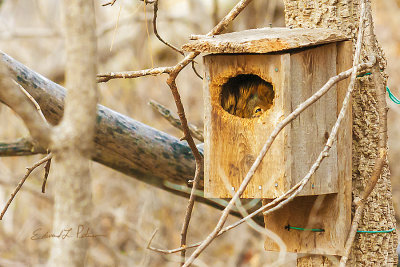 In the winter time the temperature drops. In order to survive the dark days and cold weather it is important to secure shelter. It doesn't have to be a large shelter just something one can get in and out of and small enough to retain the body heat. It could even be a bird house with a little modifications.

An image may be purchased at http://edward-peterson.pixels.com/featured/baby-its-cold-out-edward-peterson.html?newartwork=true