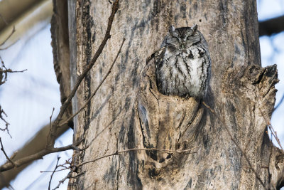 An Eastern Screech-owl perched on a little knob on the side of the tree. He never opened his eyes the entire time I was shooting him. He did move his head but I haven't seen a photo where his eyes were opened. After leaving for a bit to see what else I might find when I returned he was gone. Maybe tomorrow.

An image may be purchased at http://edward-peterson.pixels.com/featured/eastern-screech-owl-perch-edward-peterson.html?newartwork=true