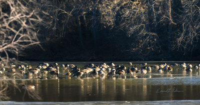 As mid-morning approaches the Canada Geese are keeping warm in the sun. Later they will be swimming and bathing.

An image may be purchased at http://edward-peterson.pixels.com/featured/morning-warmup-edward-peterson.html?newartwork=true