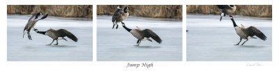 Spring is on the way and the Canada Geese have already starting there mates. It appears the jump at the end of his charge was not high enough.

An image may be purchased at http://edward-peterson.pixels.com/featured/jump-high-edward-peterson.html?newartwork=true