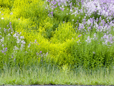 moms_photos_052917