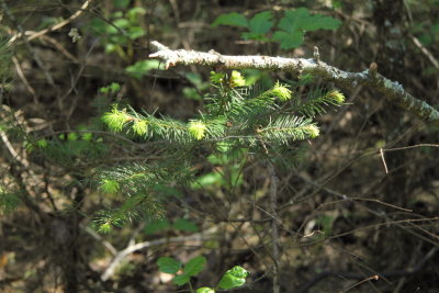 IMG_7404m.JPG