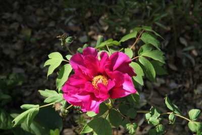 IMG_7468s.JPG