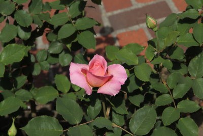 IMG_7479s.JPG