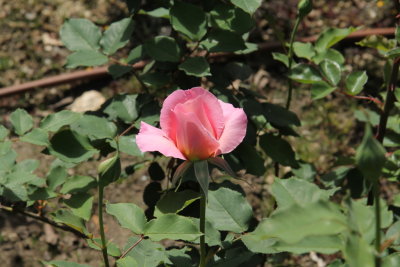 IMG_7480s.JPG