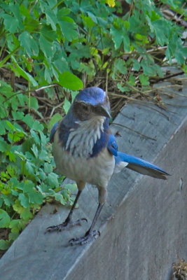 IMG_7487-HDRs.JPG