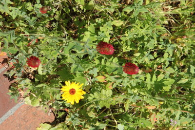 IMG_7500s.JPG