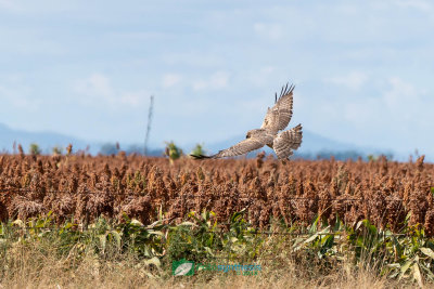 Swamp_Harrier_Hunting201.jpg