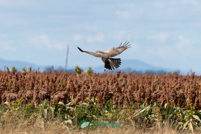 Swamp_Harrier_Hunting202.jpg