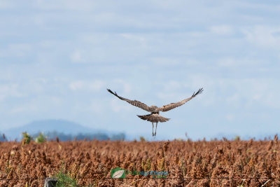 Swamp_Harrier_Hunting203.jpg