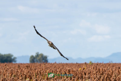 Swamp_Harrier_Hunting204.jpg