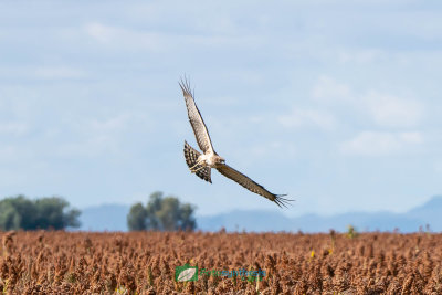 Swamp_Harrier_Hunting205.jpg