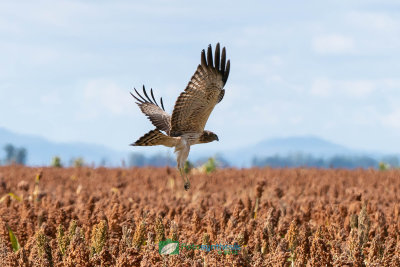 Swamp_Harrier_Hunting206.jpg