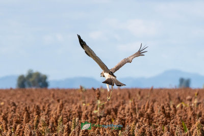 Swamp_Harrier_Hunting207.jpg