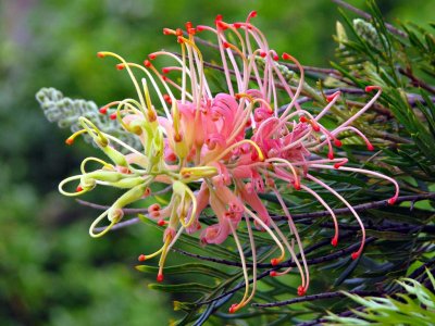 Grevillea