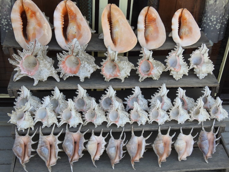 DSCN5852.JPG