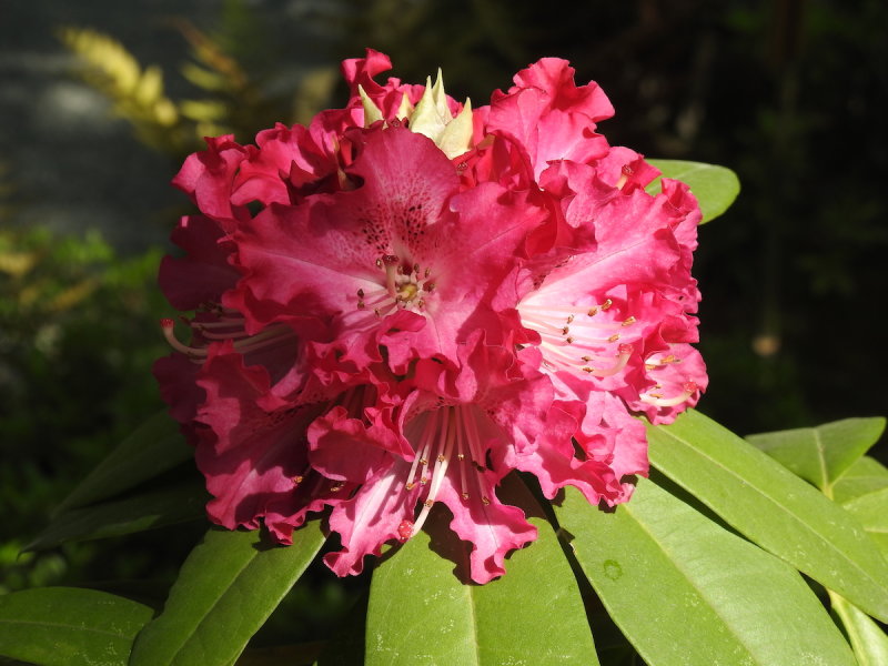 DSCN0746.JPG